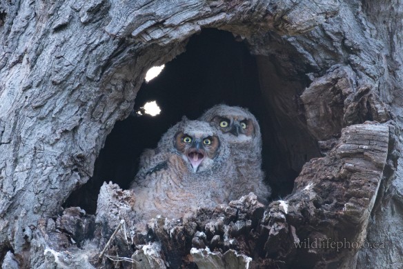 Great-horned Owlets