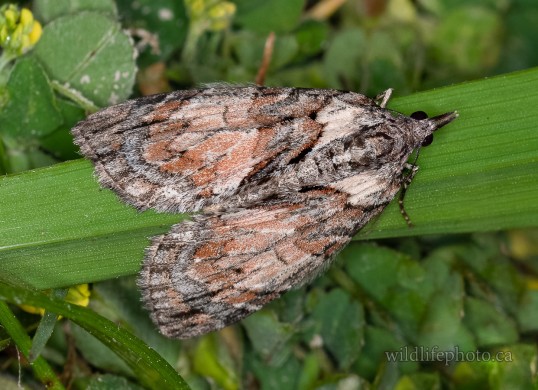 Shattered Hydriomena Moth