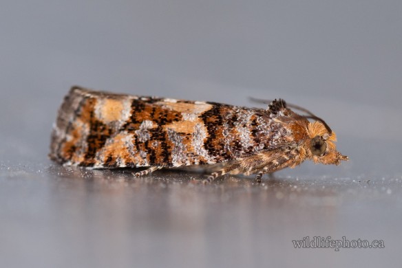 White Pine Coneborer Moth