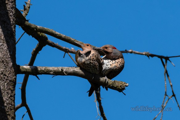 Northern Flickers Mating