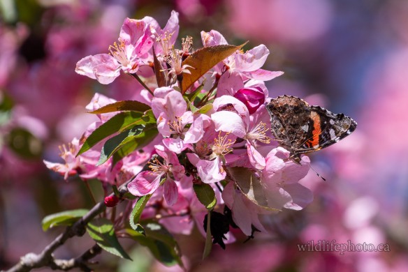 Red Admiral in Crab Apple Blossoms