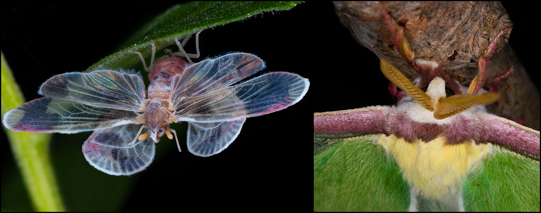 insects_1900x750
